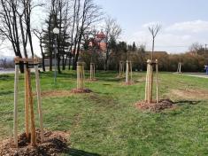 Výsadba stromů jaro 2020